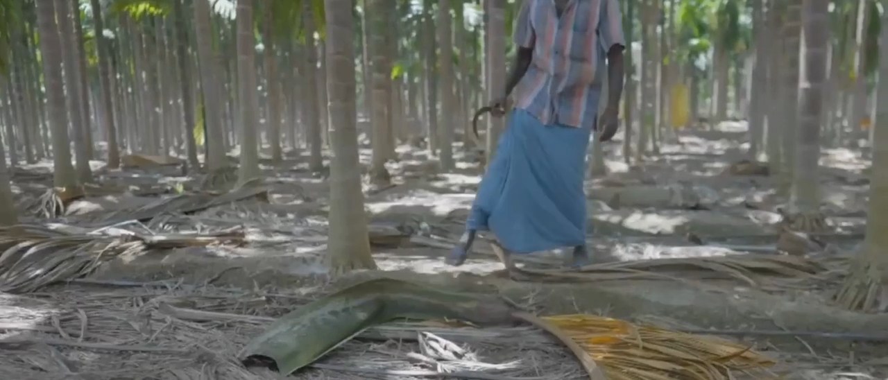 Fallen areca sheaths being collected in an areca plantation